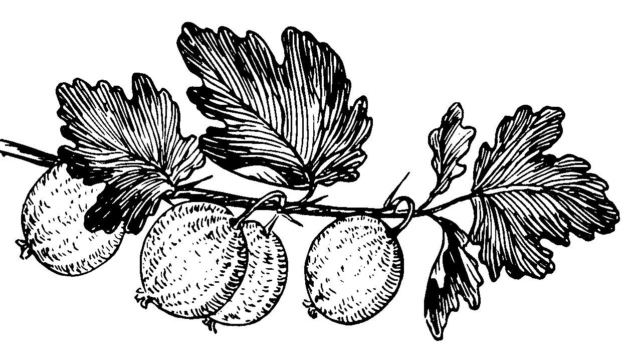 Amla