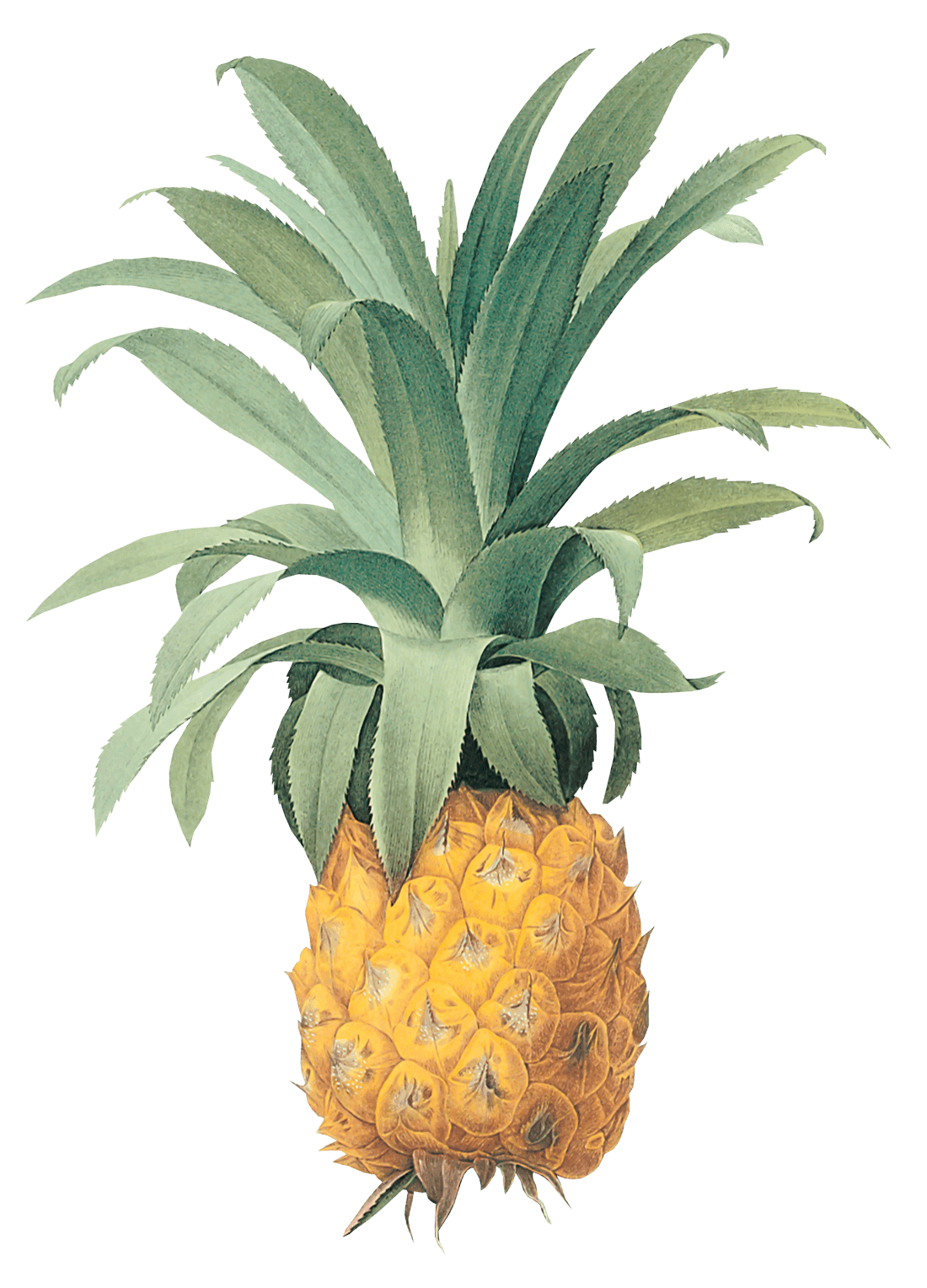 Pineapple Painting