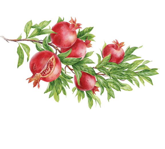 Pomegranade Painting